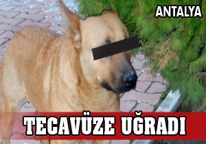 Tecavüze uğrayan köpeğe sıcak yuva aranıyor